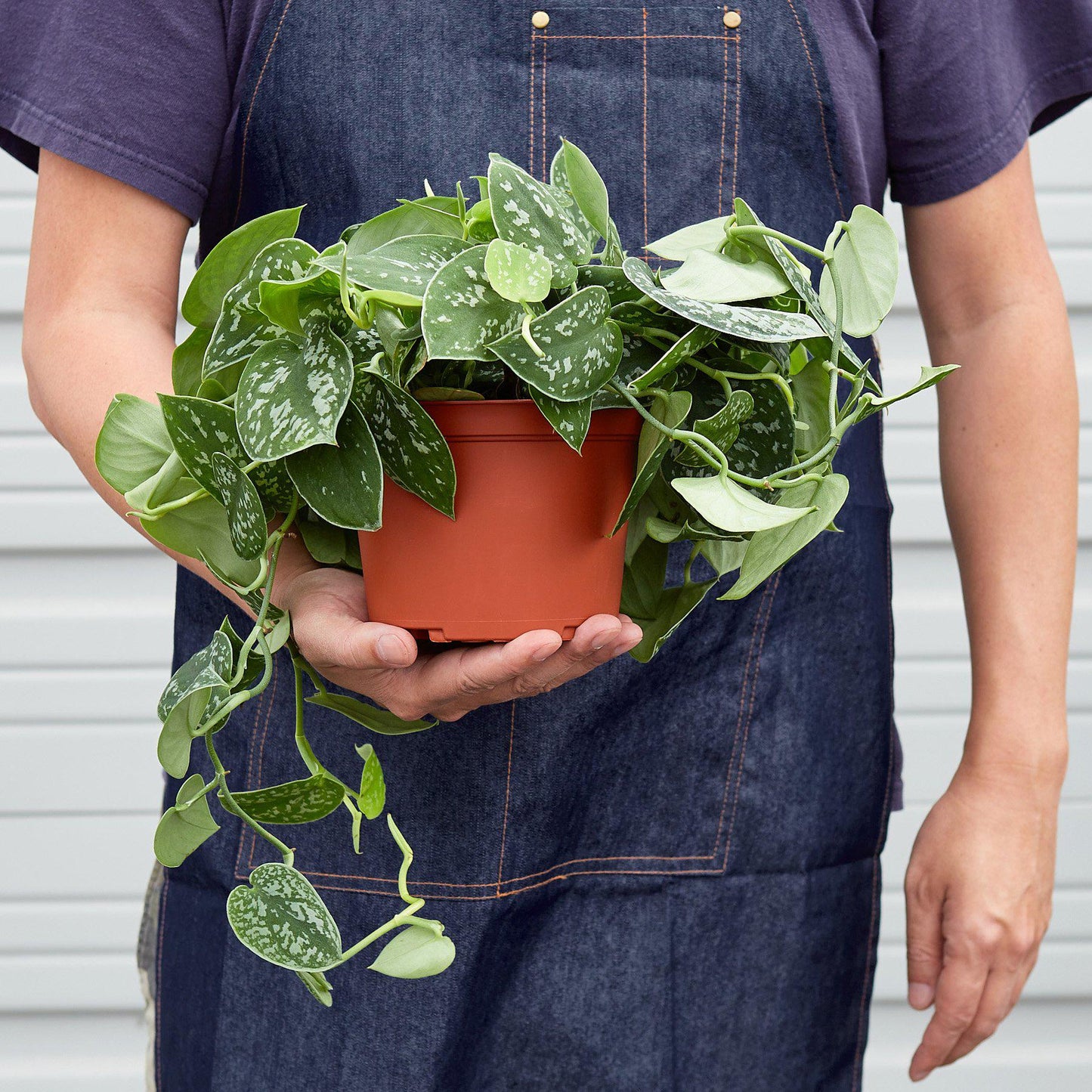 Scindapsus 'Satin Pothos' Indoor Plant - Mental Houseplants™