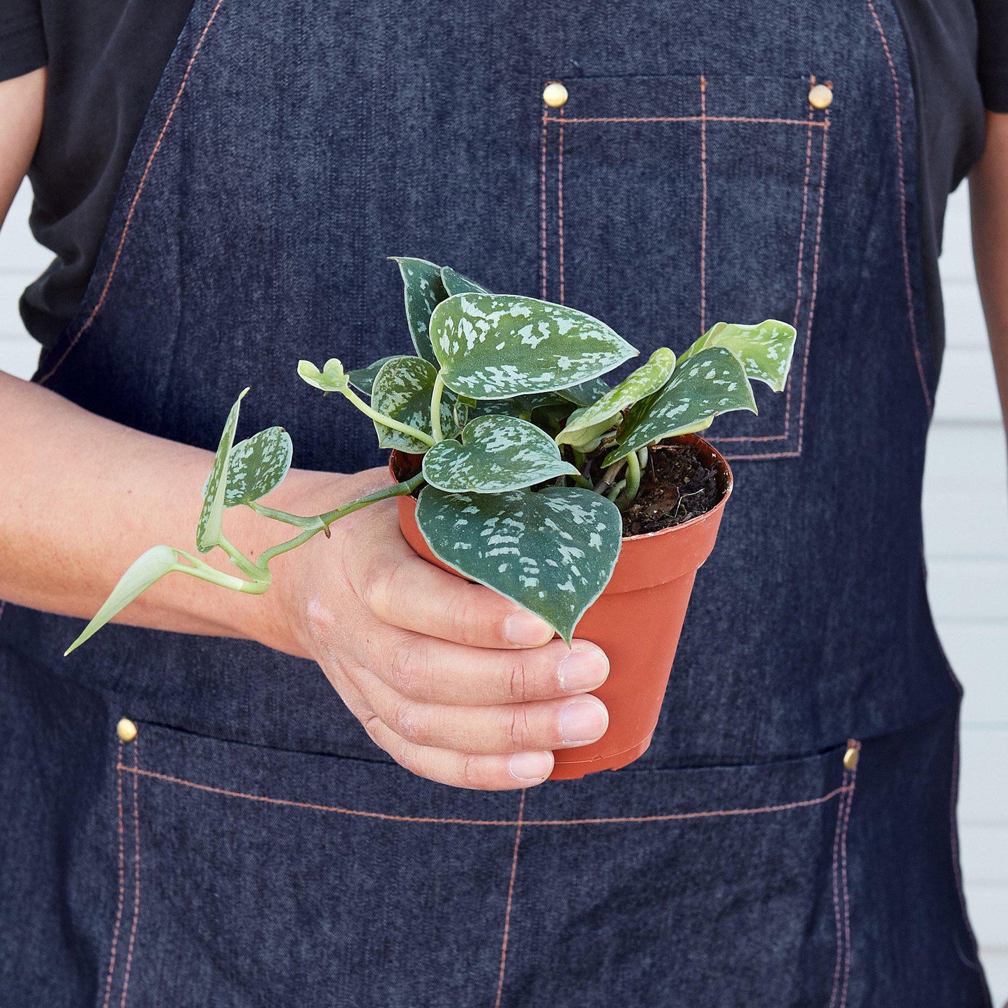 Scindapsus 'Satin Pothos' Indoor Plant - Mental Houseplants™