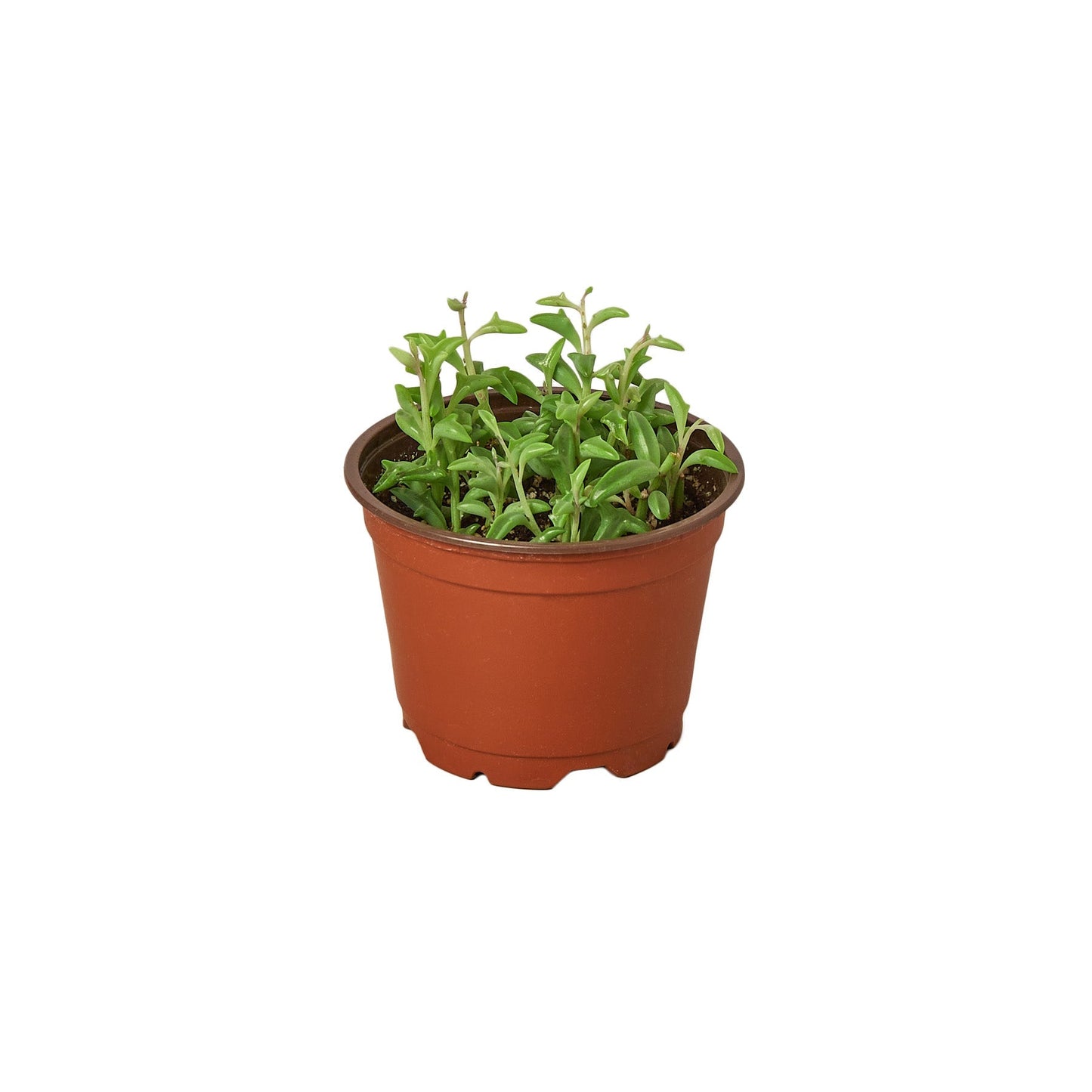 Senecio 'String of Dolphins' Indoor Plant - Mental Houseplants™