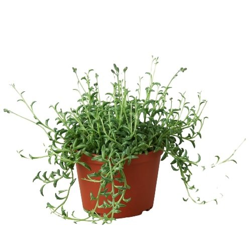Senecio 'String of Dolphins' Indoor Plant - Mental Houseplants™