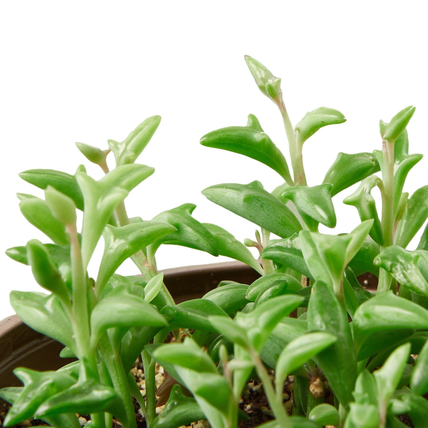 Senecio 'String of Dolphins' Indoor Plant - Mental Houseplants™