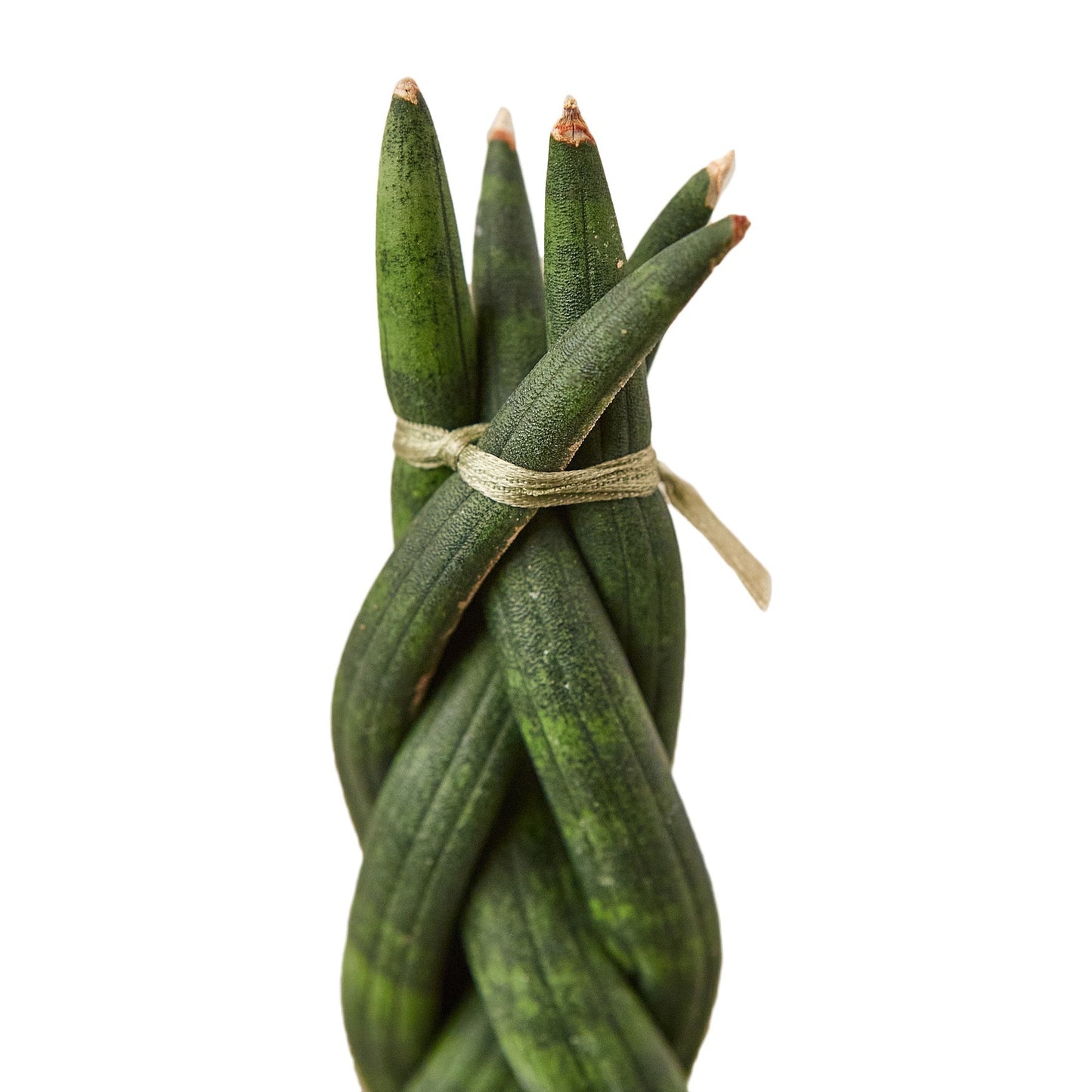 Snake Plant Braided Indoor Plant - Mental Houseplants™