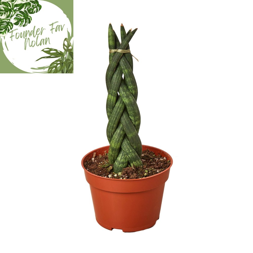 Snake Plant Braided Indoor Plant - Mental Houseplants™
