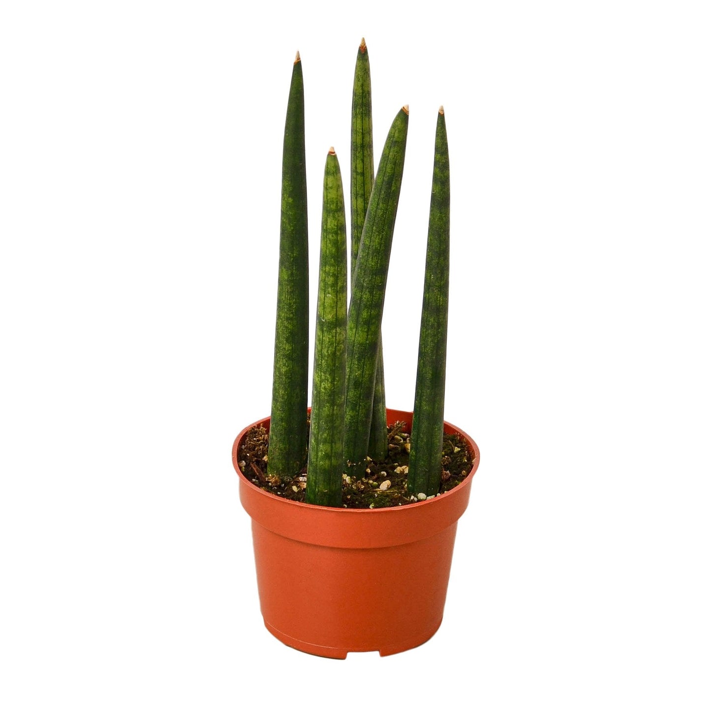 Snake Plant Cylindrical Indoor Plant - Mental Houseplants™