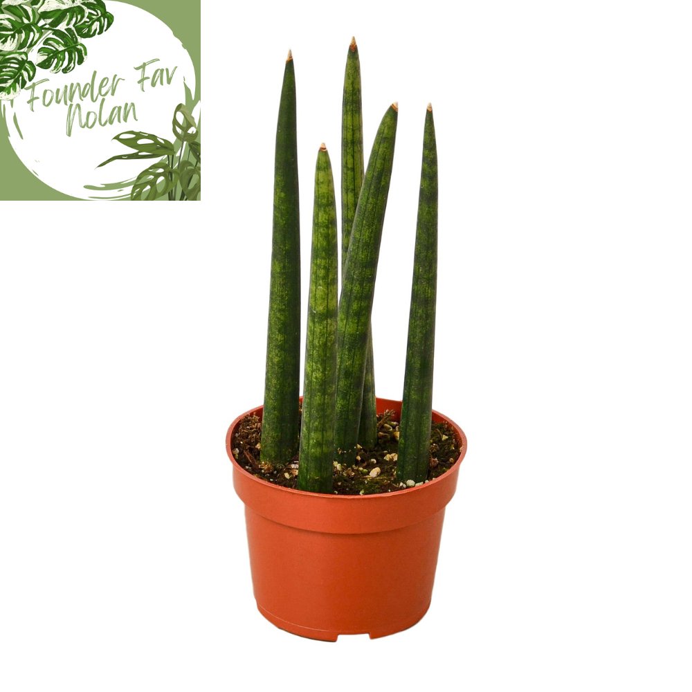 Snake Plant Cylindrical Indoor Plant - Mental Houseplants™