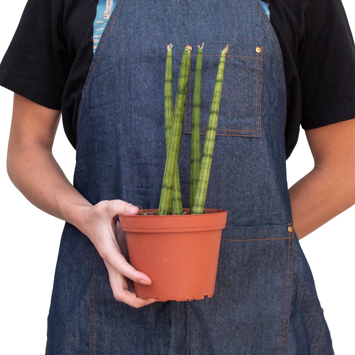 Snake Plant Cylindrical Indoor Plant - Mental Houseplants™