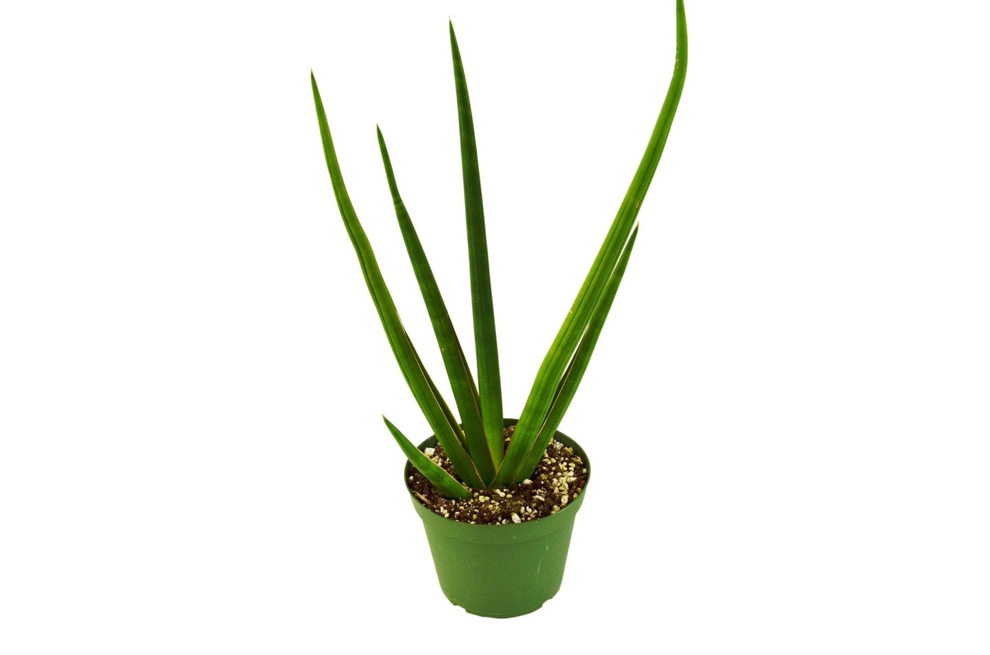 Snake Plant Cylindrical Indoor Plant - Mental Houseplants™