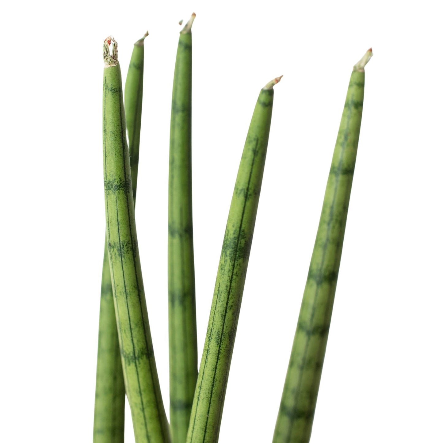 Snake Plant Cylindrical Indoor Plant - Mental Houseplants™