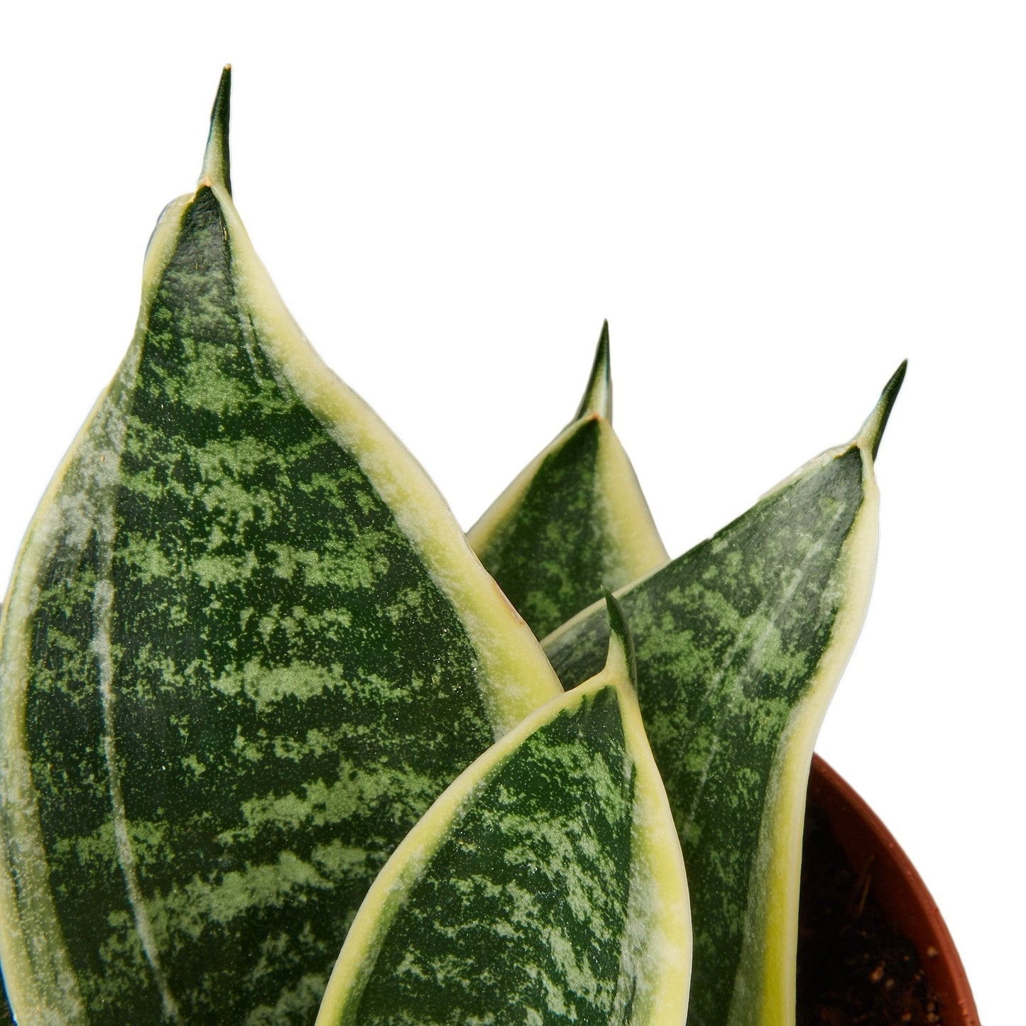 Snake Plant 'Dwarf Laurentii' Indoor Plant - Mental Houseplants™