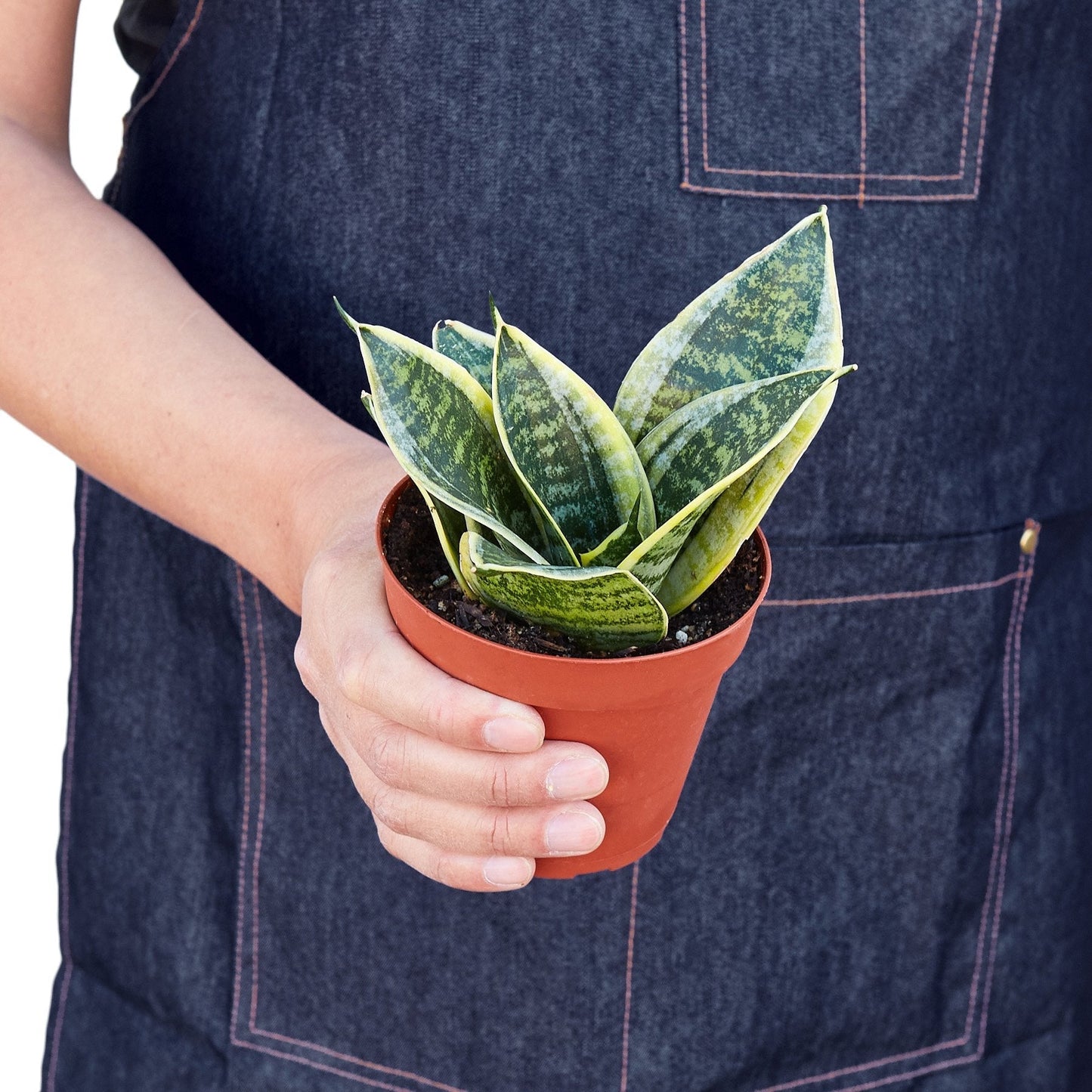 Snake Plant 'Dwarf Laurentii' Indoor Plant - Mental Houseplants™