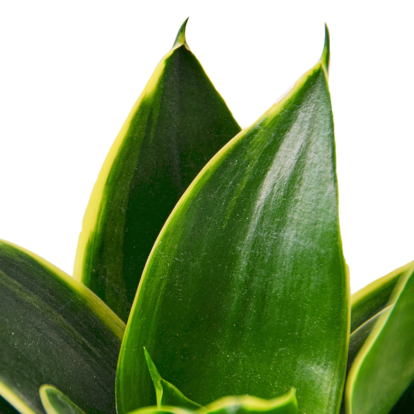 Snake Plant 'Emerald Star' Indoor Plant - Mental Houseplants™