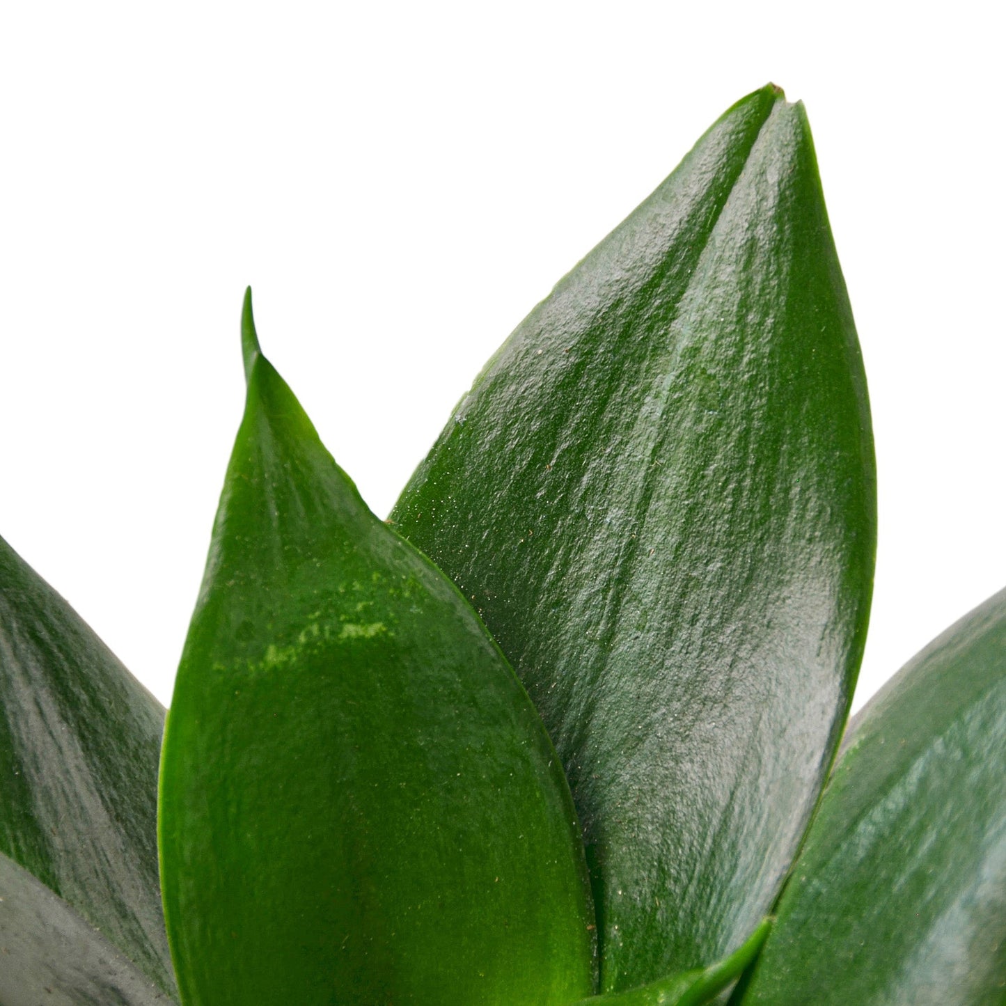 Snake Plant 'Hahnii Jade' Indoor Plant - Mental Houseplants™