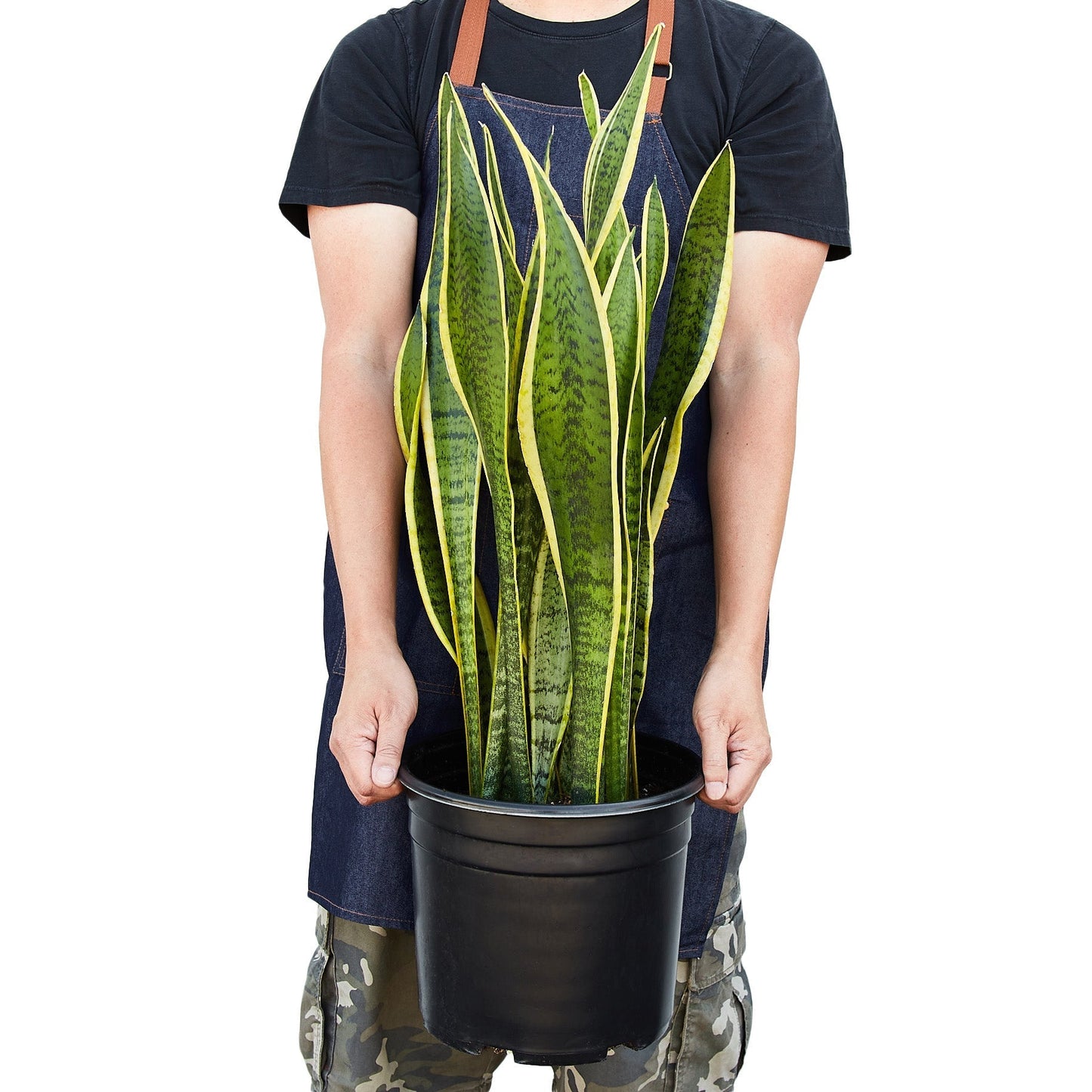 Snake Plant 'Laurentii' Indoor Plant - Mental Houseplants™