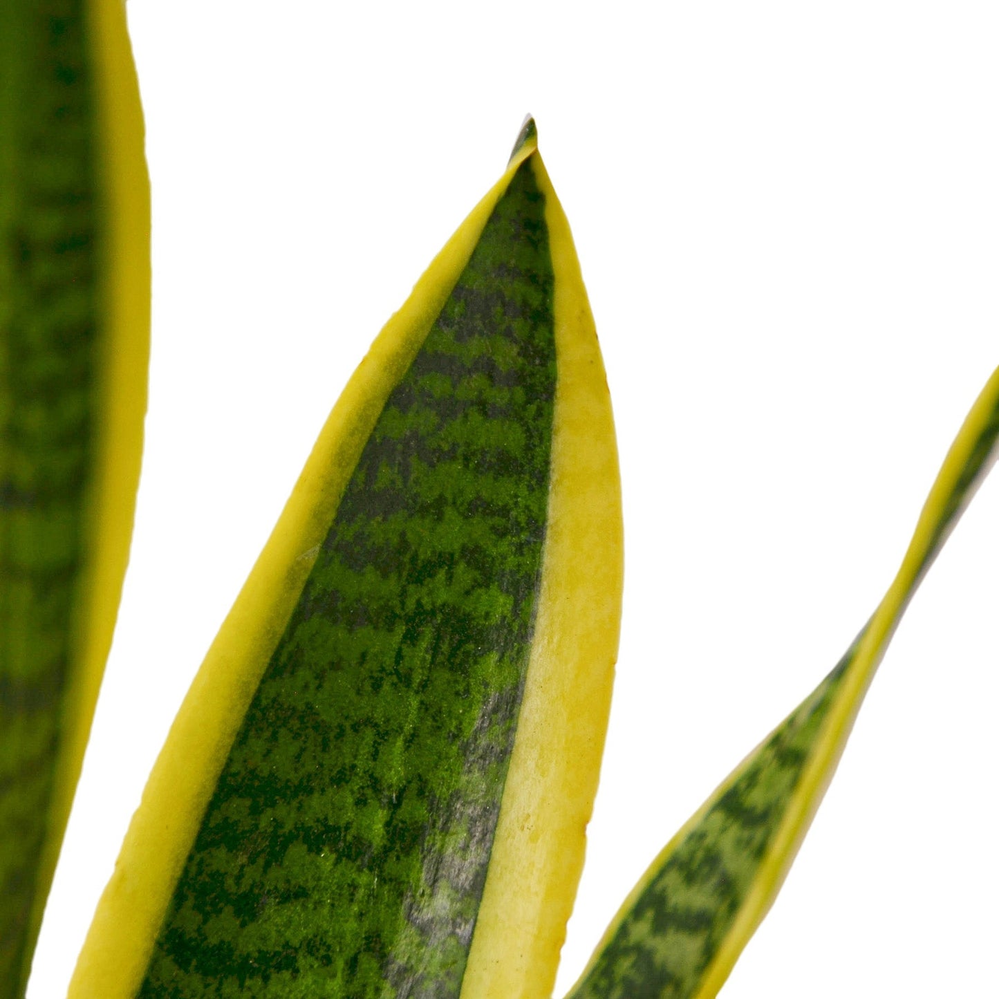 Snake Plant 'Laurentii' Indoor Plant - Mental Houseplants™