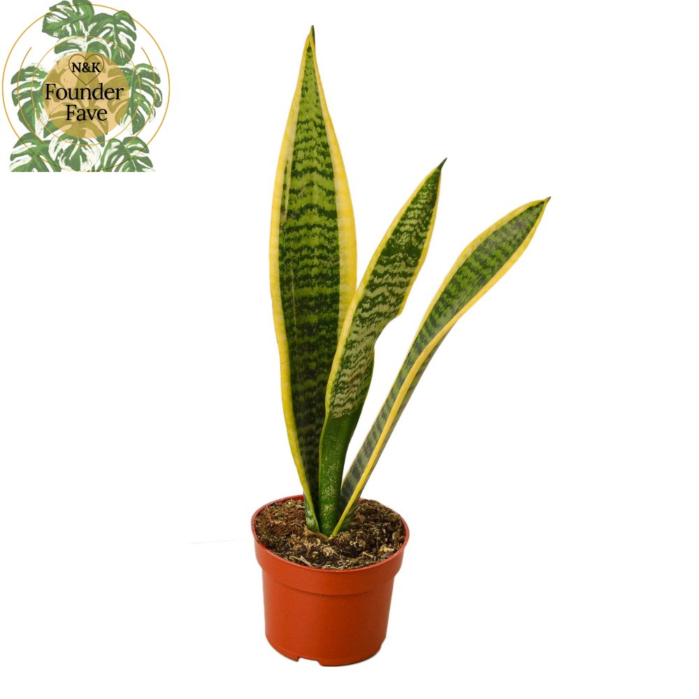 Snake Plant 'Laurentii' Indoor Plant - Mental Houseplants™
