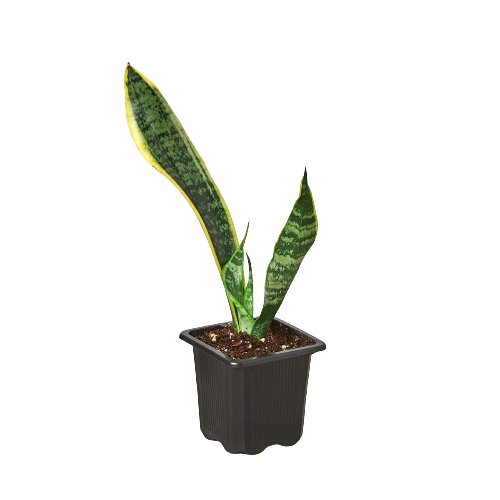 Snake Plant 'Laurentii' Indoor Plant - Mental Houseplants™