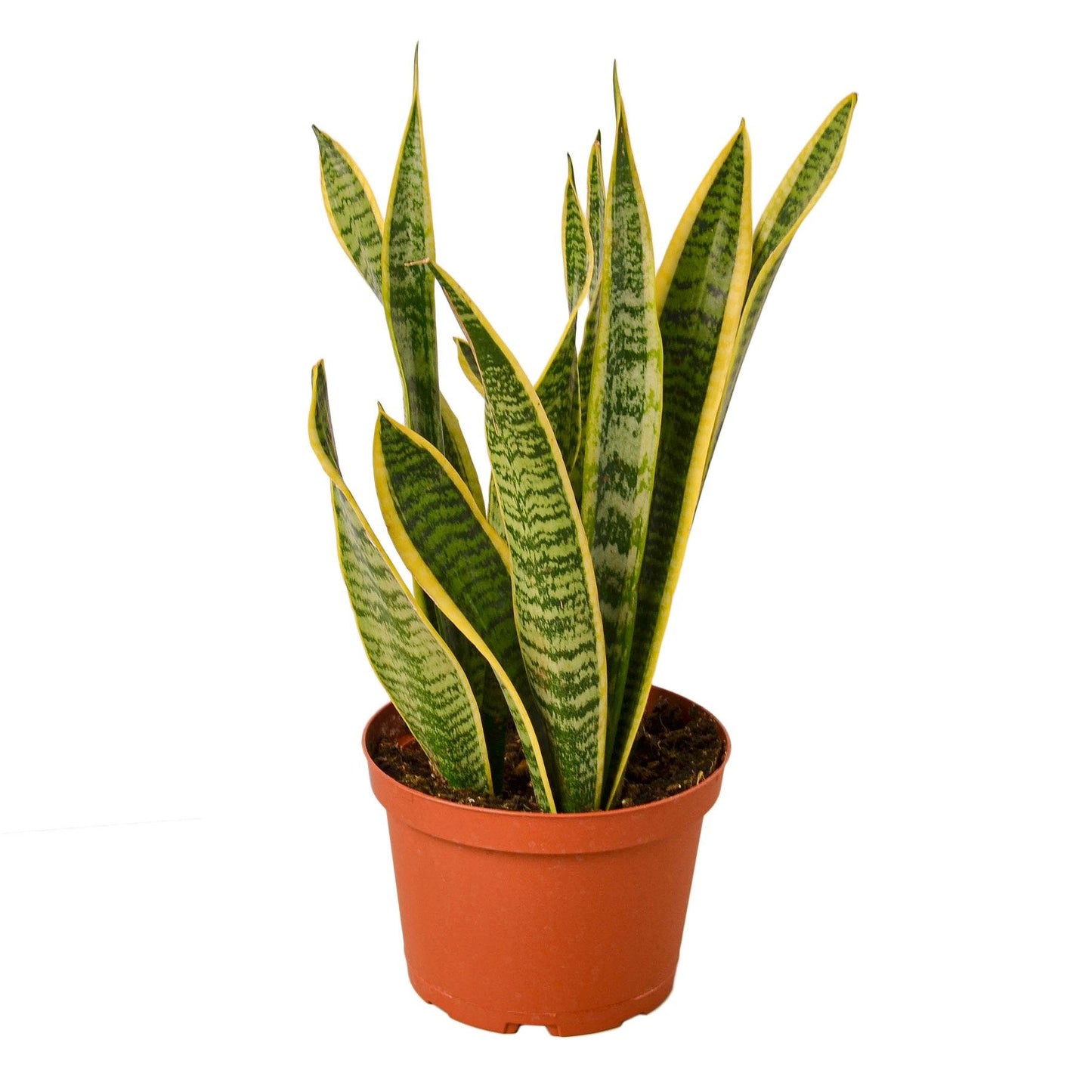 Snake Plant 'Laurentii' Indoor Plant - Mental Houseplants™