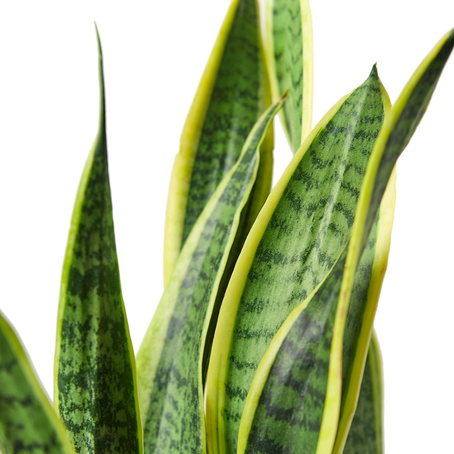 Snake Plant 'Laurentii' Indoor Plant - Mental Houseplants™