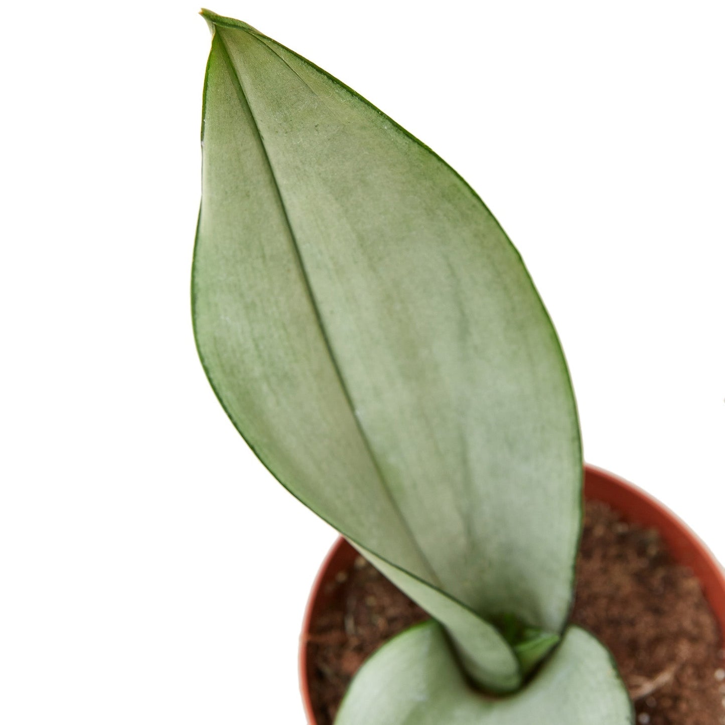 Snake Plant 'Moonshine' Indoor Plant - Mental Houseplants™