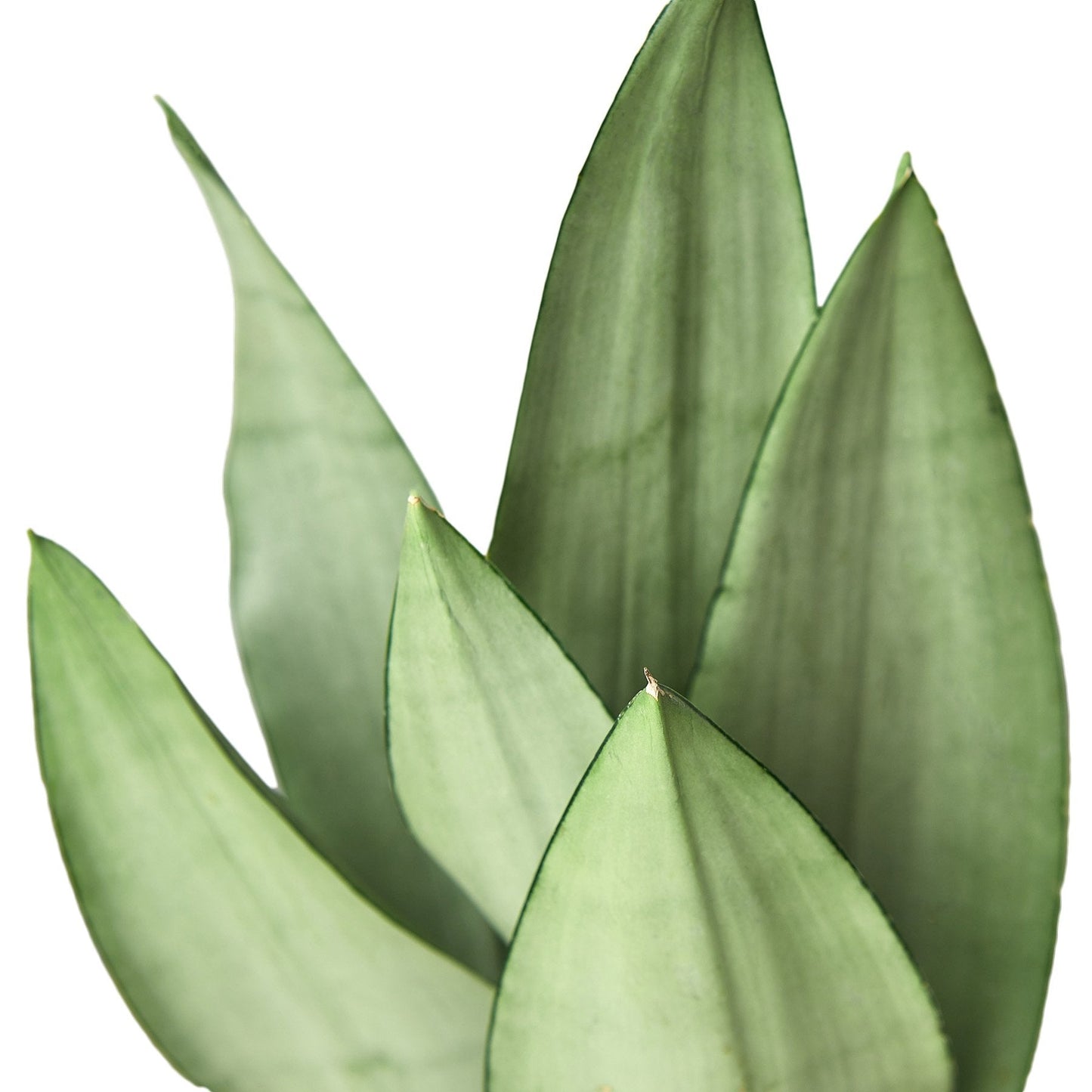 Snake Plant 'Moonshine' Indoor Plant - Mental Houseplants™