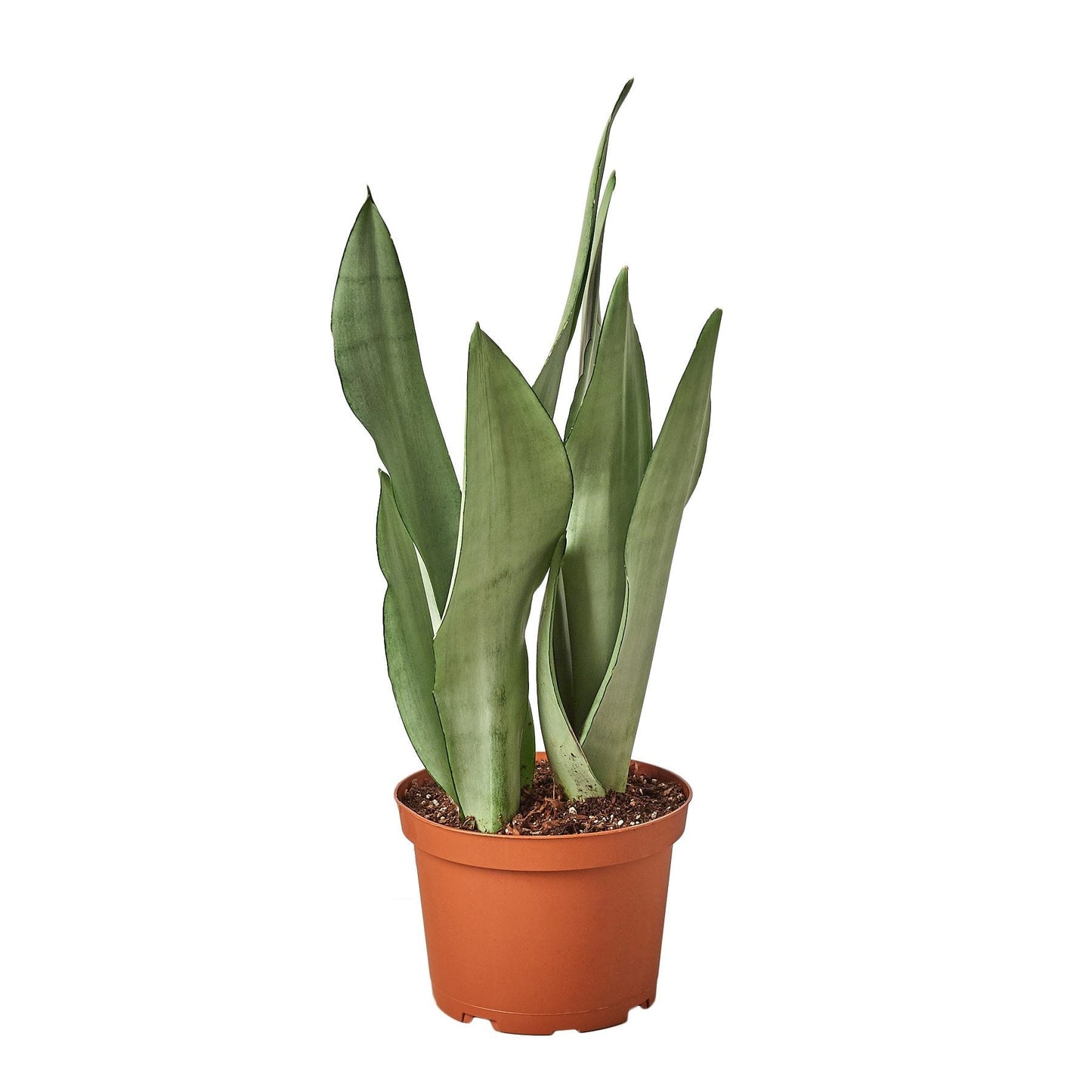 Snake Plant 'Moonshine' Indoor Plant - Mental Houseplants™