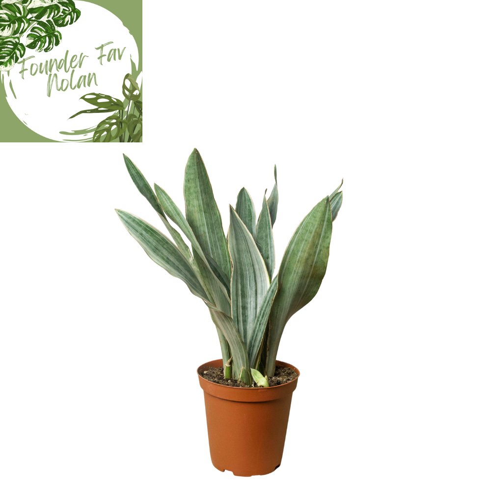 Snake Plant 'Sayuri' Indoor Plant - Mental Houseplants™