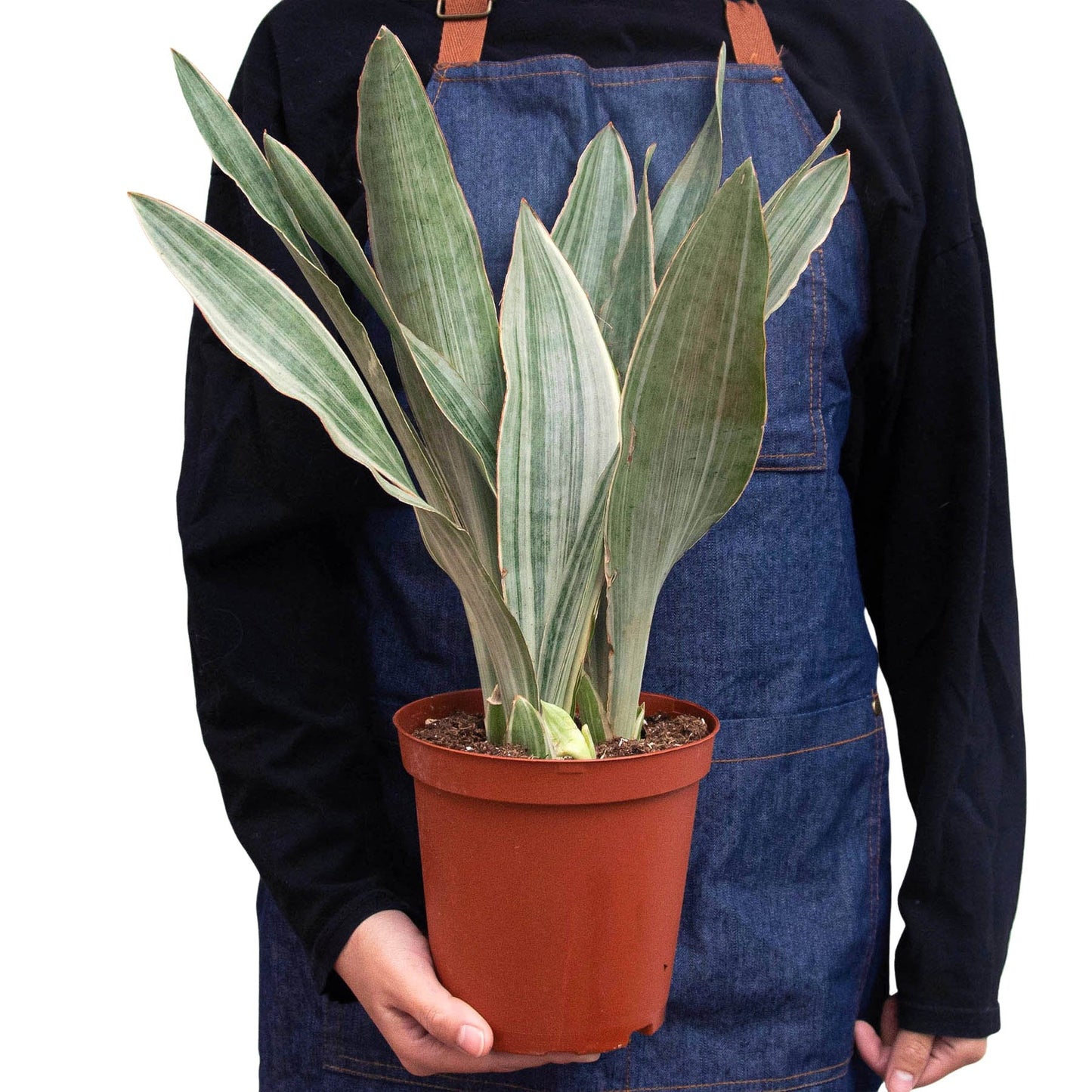 Snake Plant 'Sayuri' Indoor Plant - Mental Houseplants™
