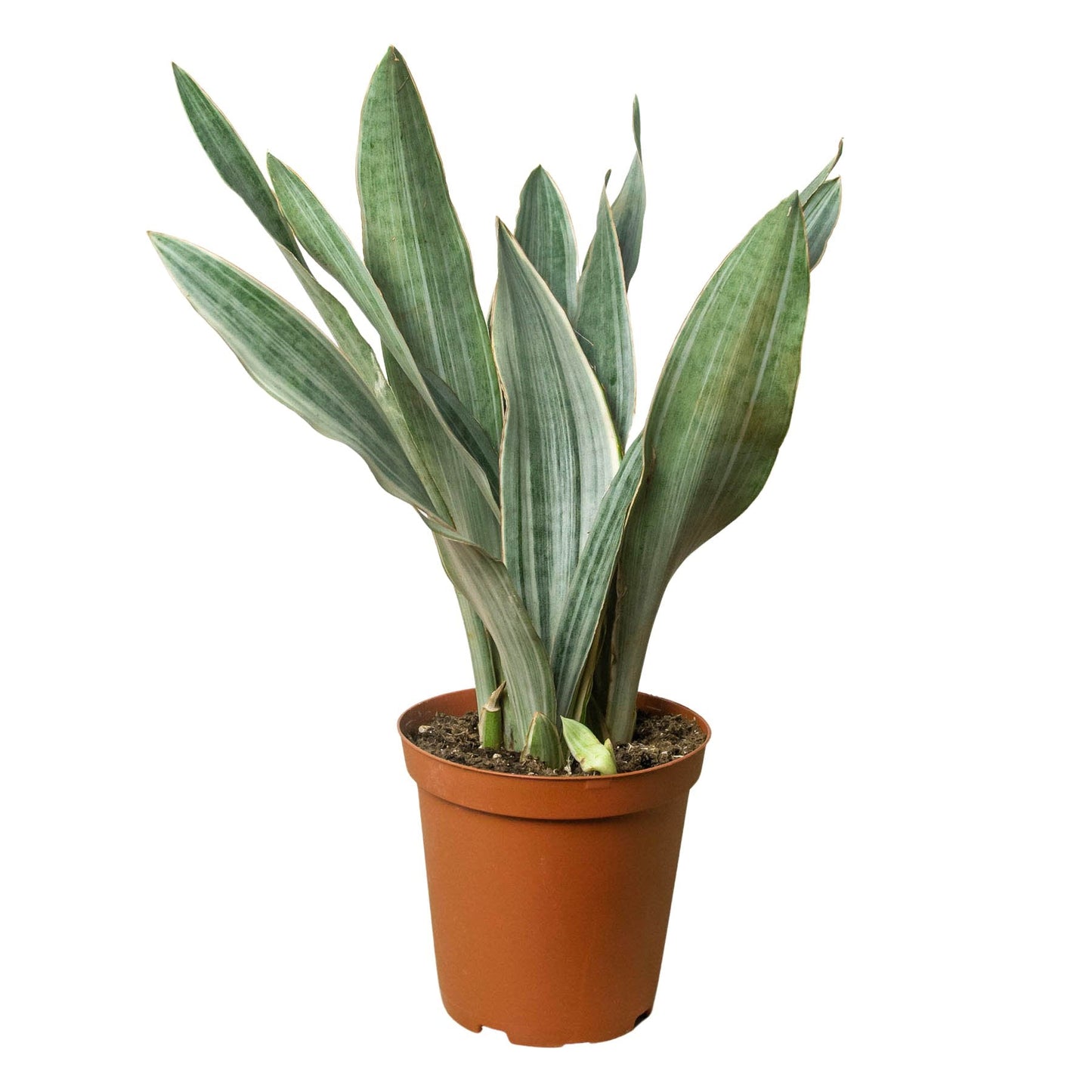 Snake Plant 'Sayuri' Indoor Plant - Mental Houseplants™