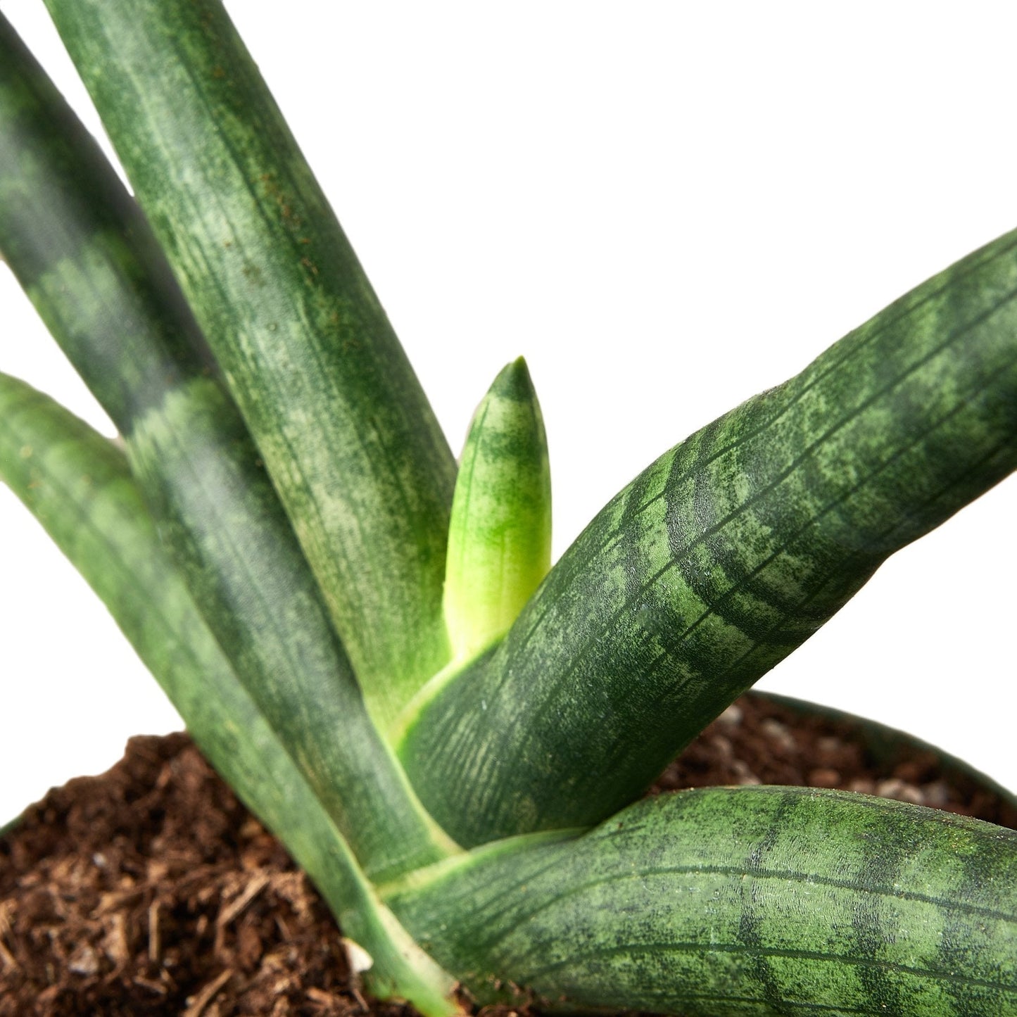 Snake Plant Starfish Indoor Plant - Mental Houseplants™