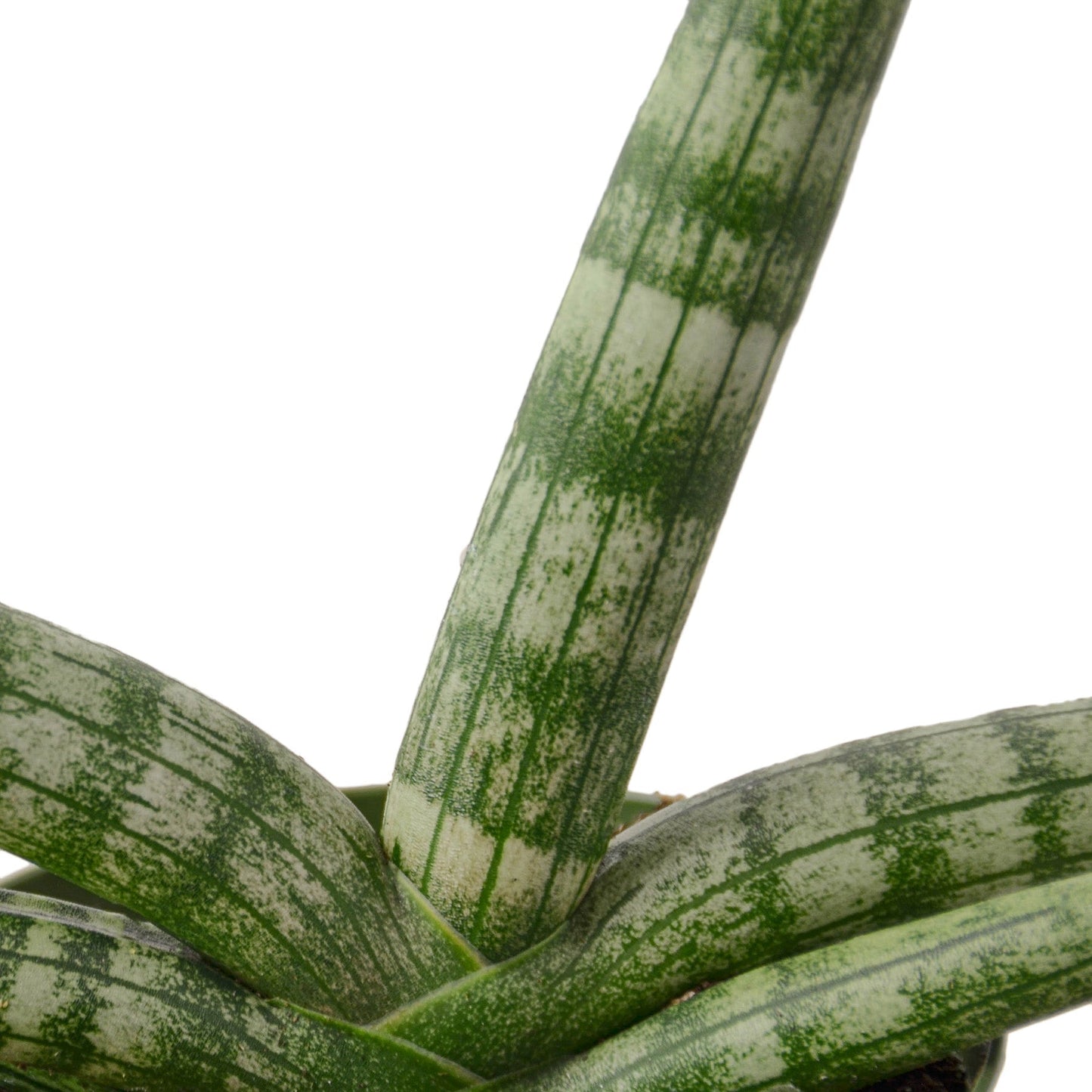 Snake Plant Starfish Indoor Plant - Mental Houseplants™