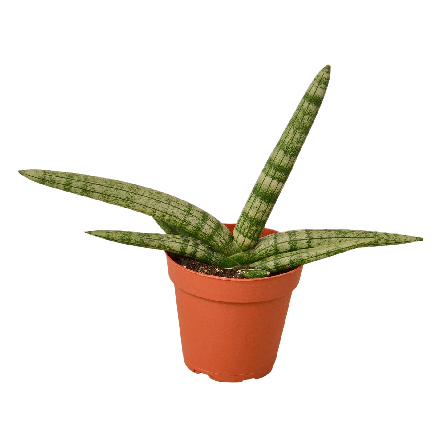 Snake Plant Starfish Indoor Plant - Mental Houseplants™