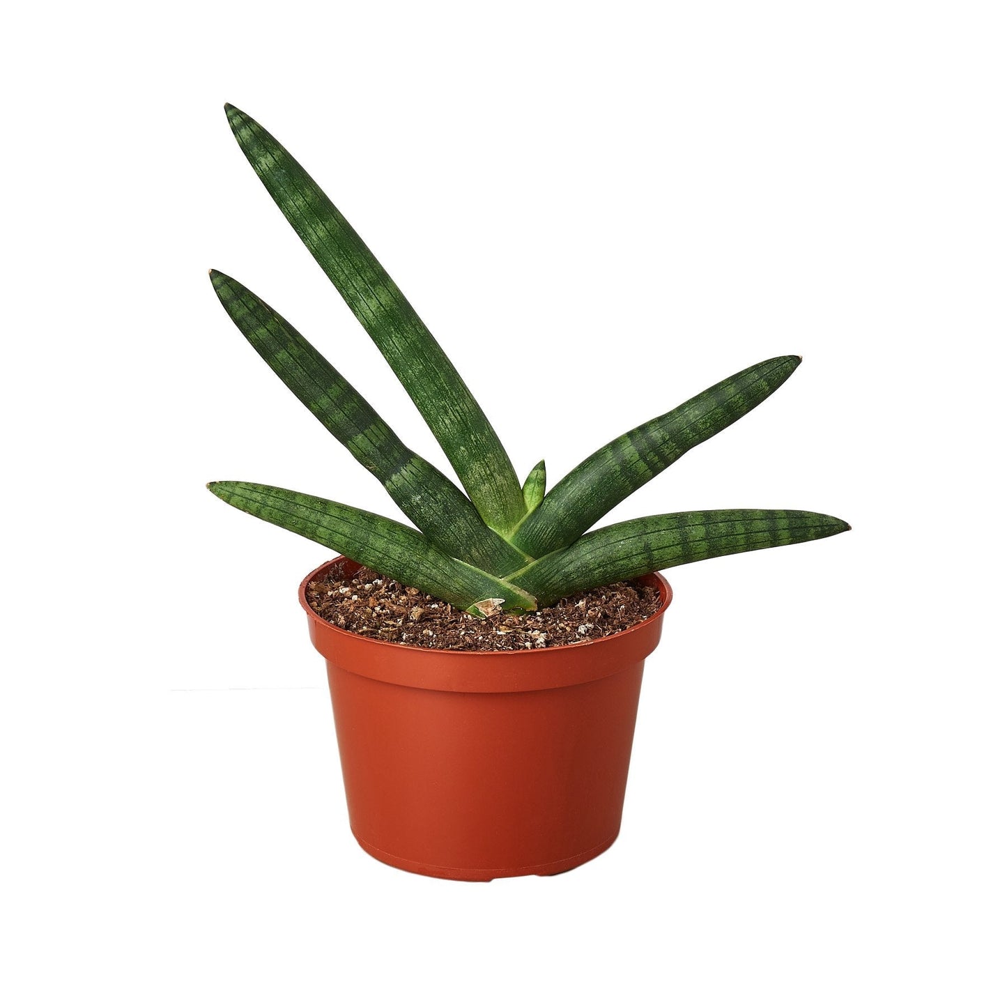 Snake Plant Starfish Indoor Plant - Mental Houseplants™