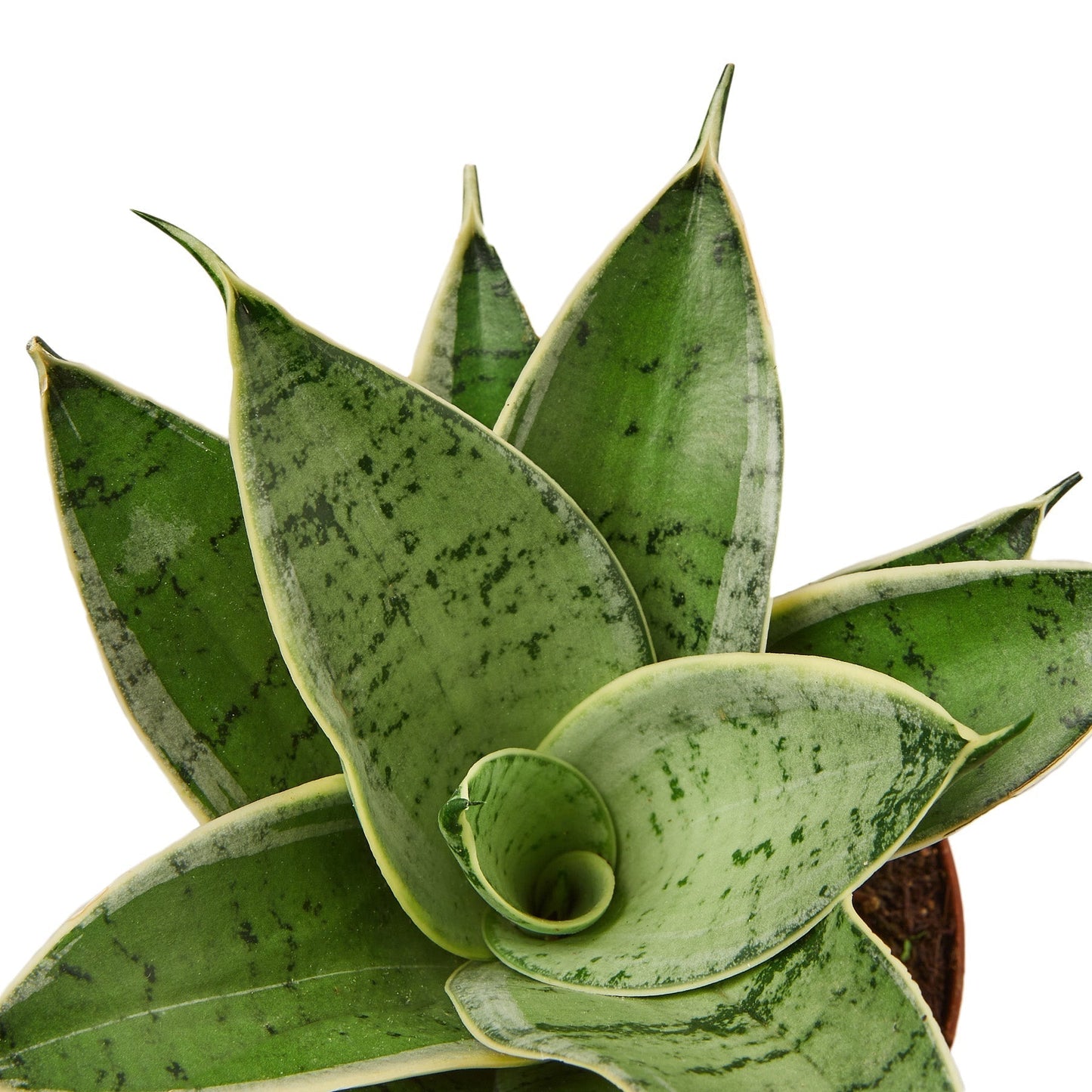 Snake Plant 'Starlight' Indoor Plant - Mental Houseplants™