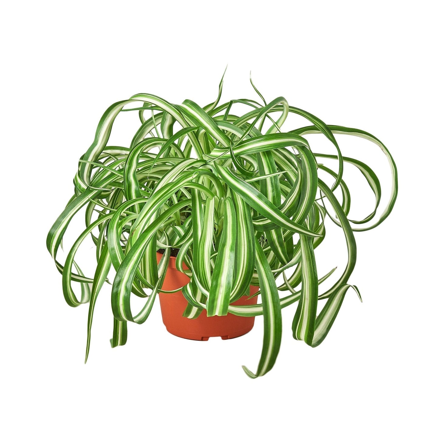 Spider Plant 'Bonnie' Indoor Plant - Mental Houseplants™
