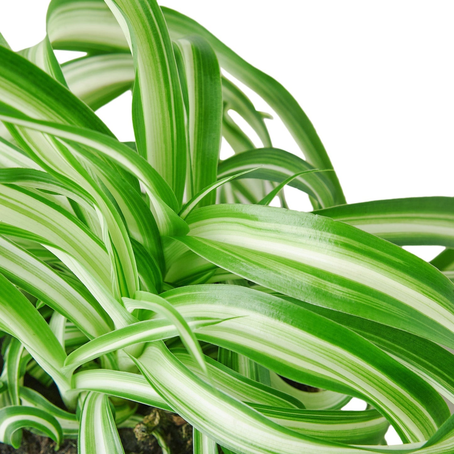 Spider Plant 'Bonnie' Indoor Plant - Mental Houseplants™