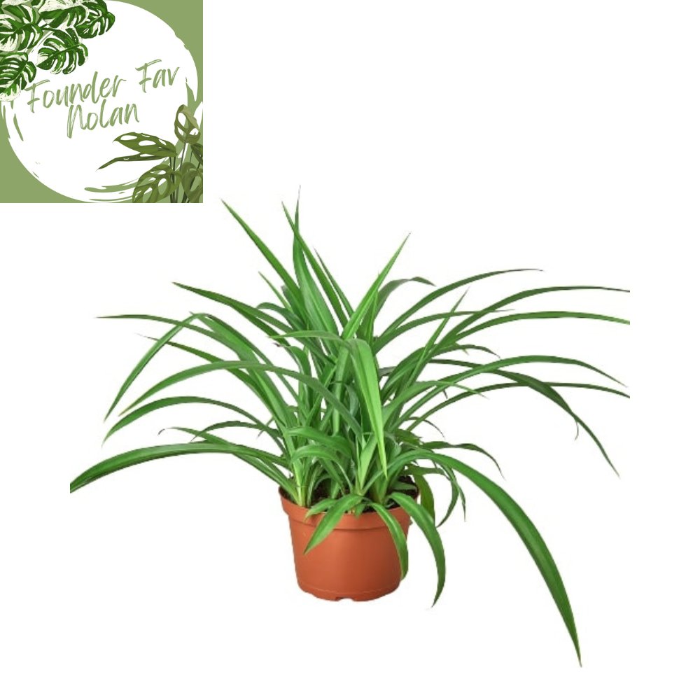 Spider Plant 'Green' Indoor Plant - Mental Houseplants™
