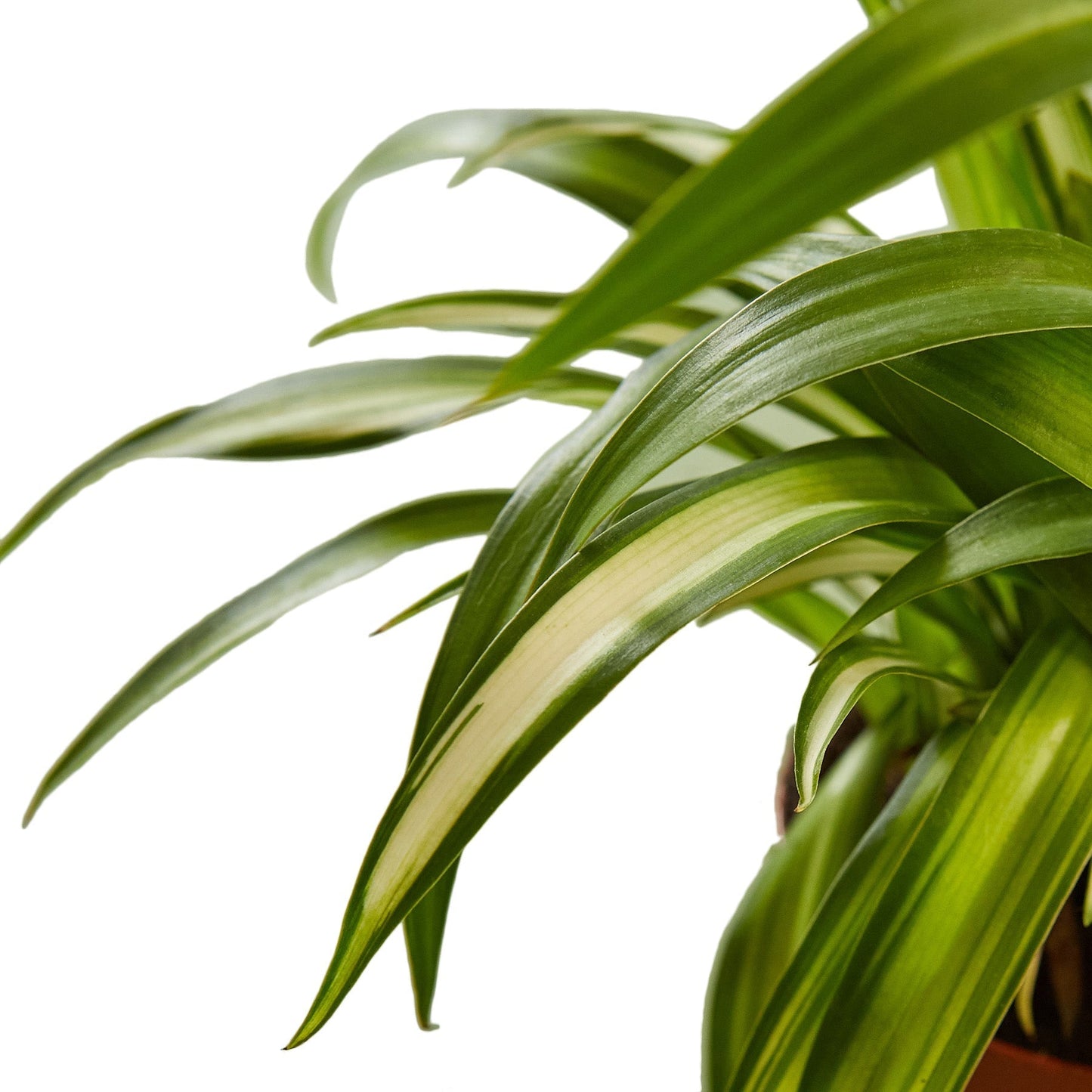 Spider Plant 'Hawaiian' Indoor Plant - Mental Houseplants™
