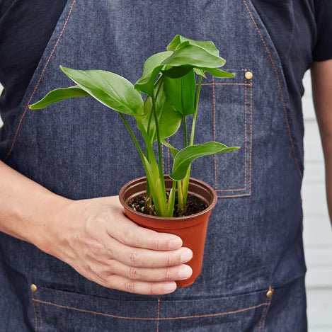 Strelitzia 'White Bird of Paradise' Indoor Plant - Mental Houseplants™