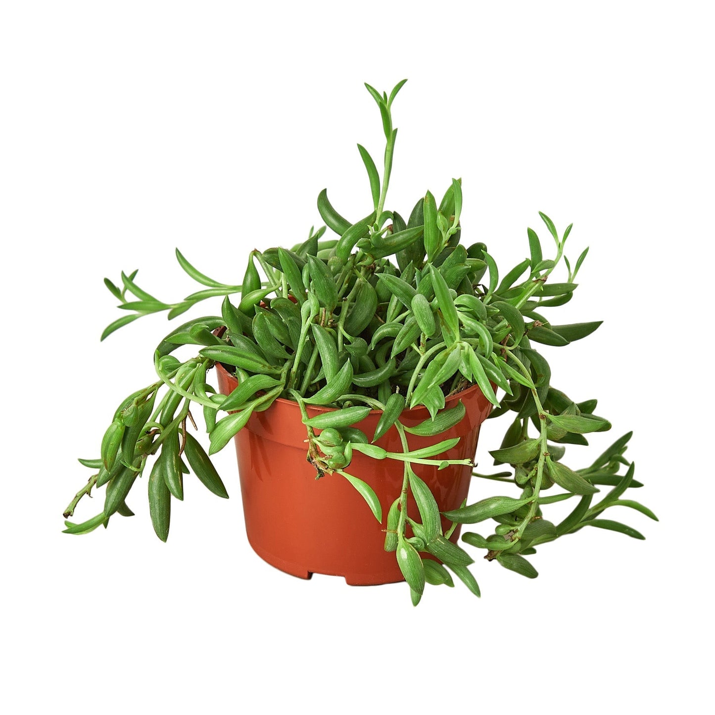 String of Bananas Indoor Plant - Mental Houseplants™