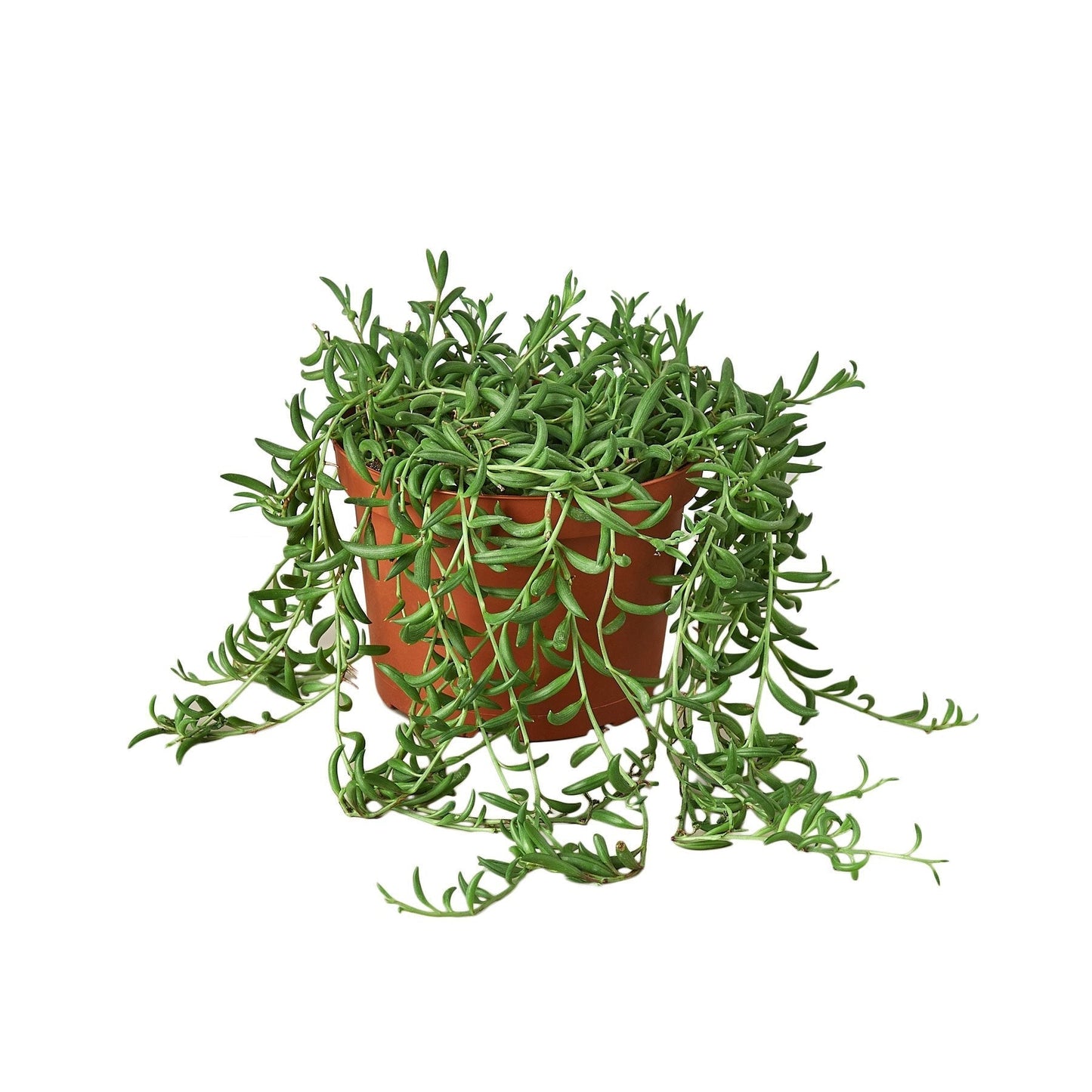 String of Bananas Indoor Plant - Mental Houseplants™