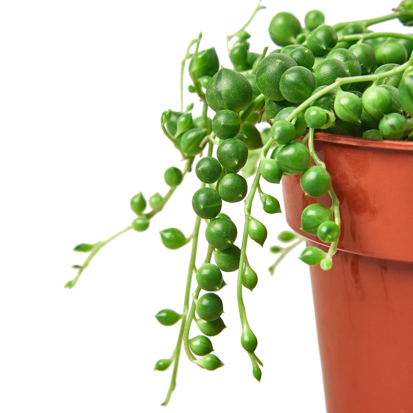 String of Pearls Indoor Plant - Mental Houseplants™