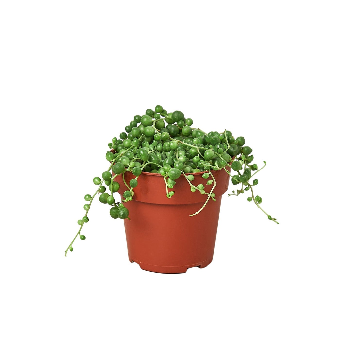String of Pearls Indoor Plant - Mental Houseplants™