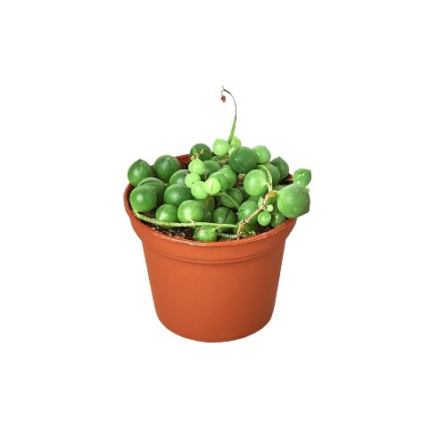 String of Pearls Indoor Plant - Mental Houseplants™