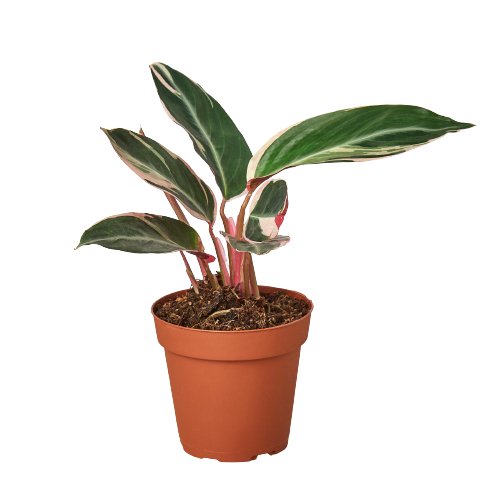 Stromanthe 'Triostar' Indoor Plant - Mental Houseplants™