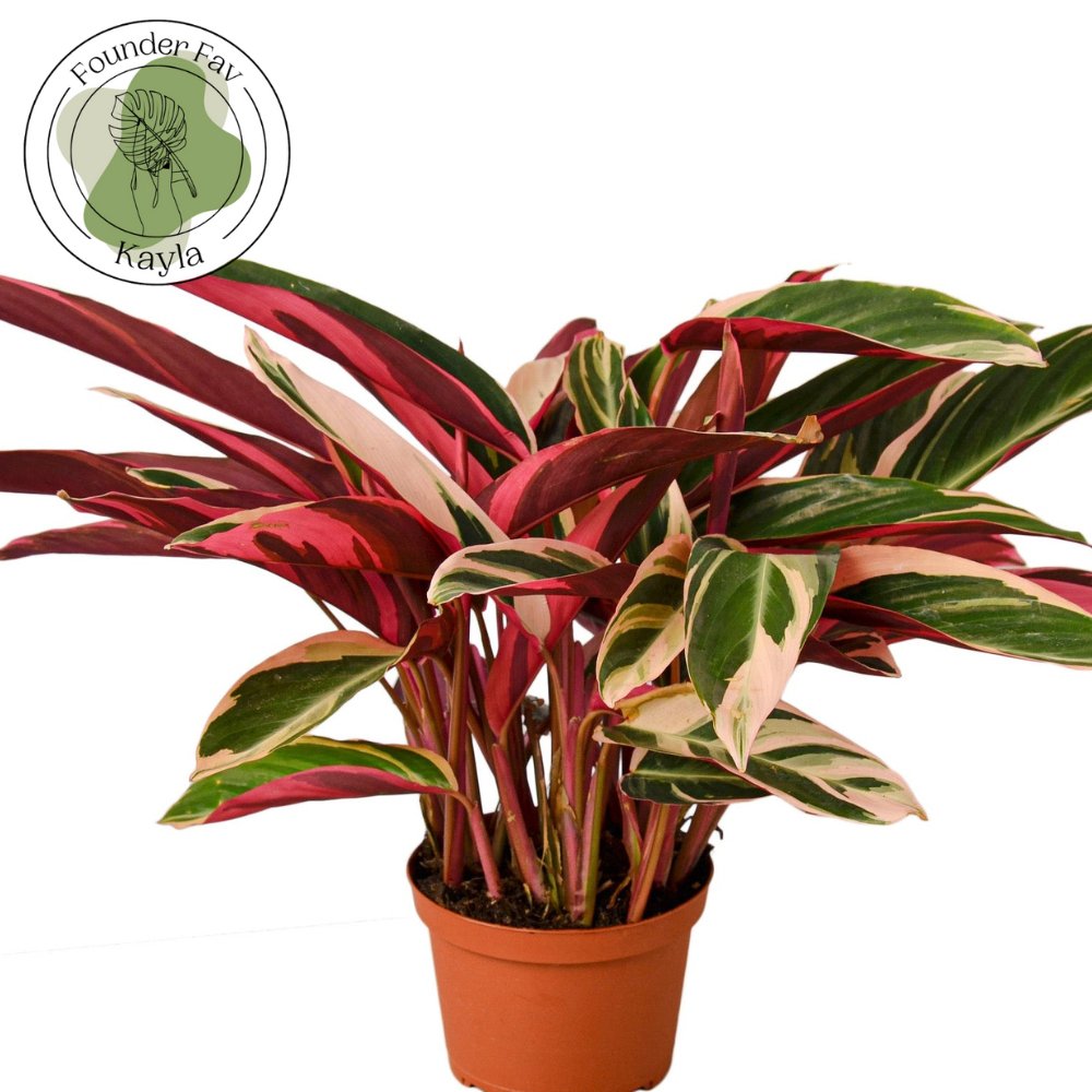 Stromanthe 'Triostar' Indoor Plant - Mental Houseplants™