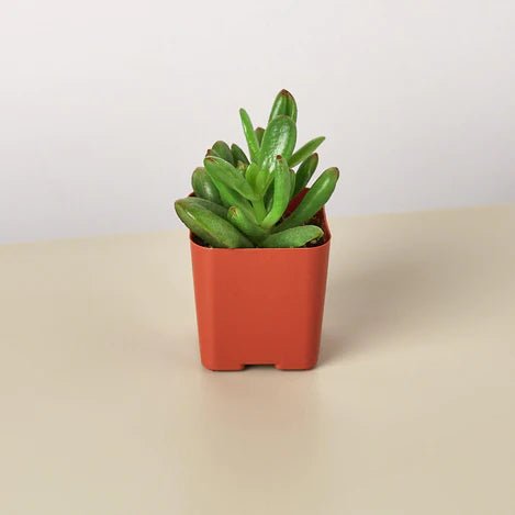 Succulent Crassula 'Jade' Indoor Plant - Mental Houseplants™