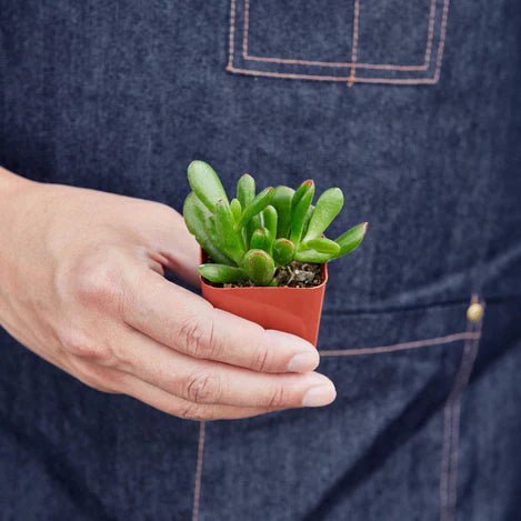 Succulent Crassula 'Jade' Indoor Plant - Mental Houseplants™