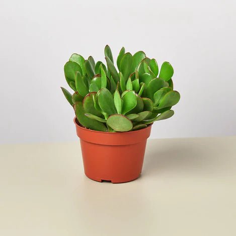 Succulent Crassula 'Jade' Indoor Plant - Mental Houseplants™
