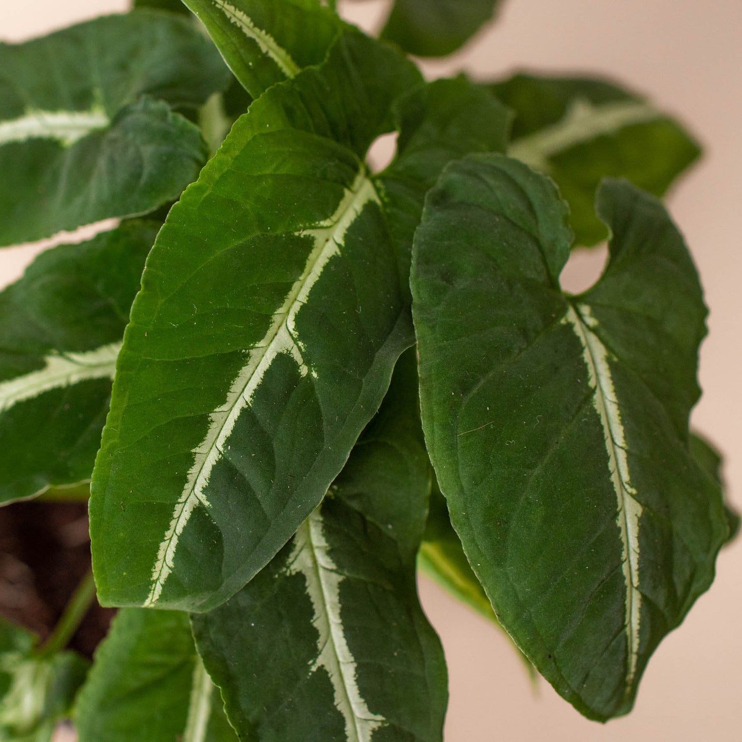 Syngonium 'Black Velvet' Indoor Plant - Mental Houseplants™