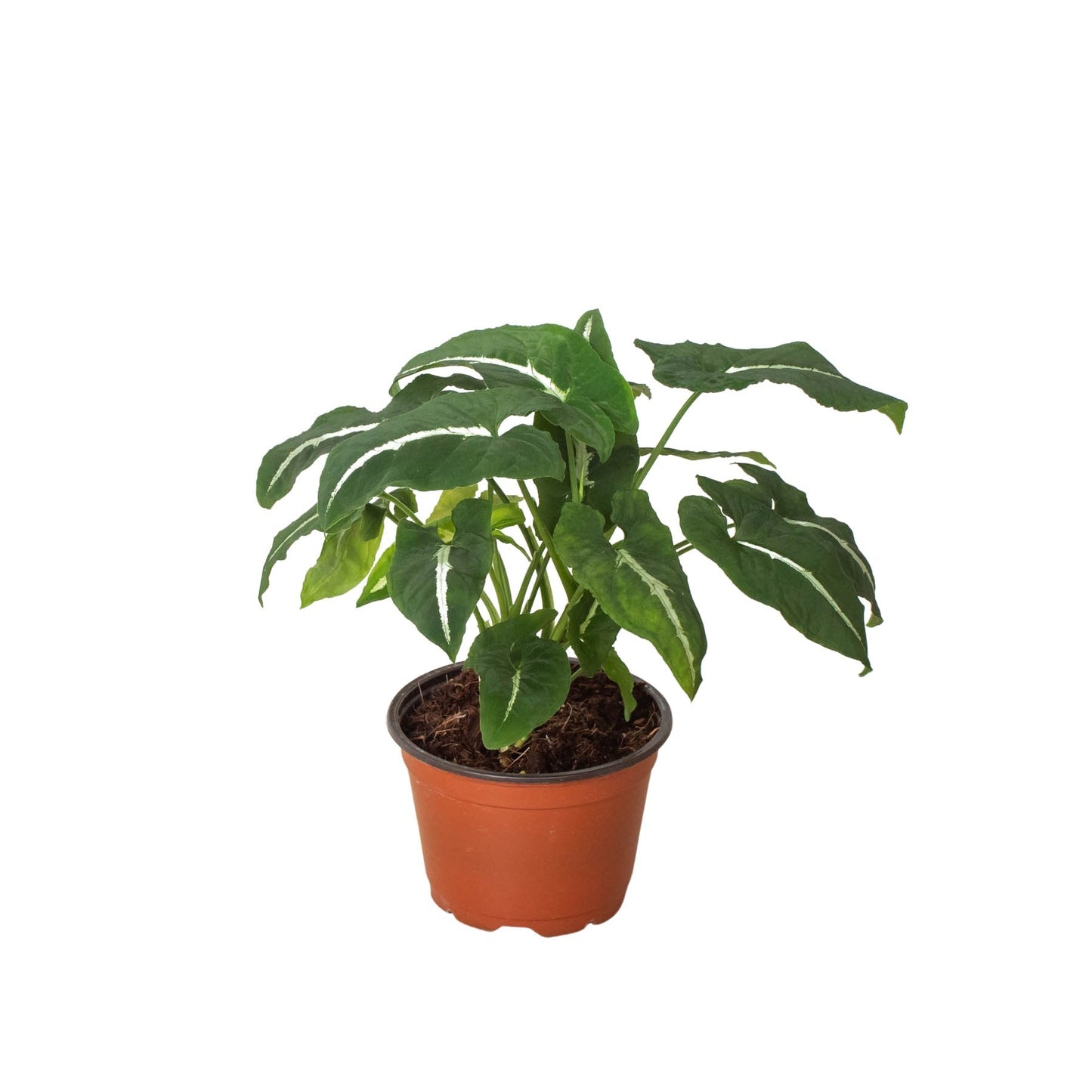 Syngonium 'Black Velvet' Indoor Plant - Mental Houseplants™